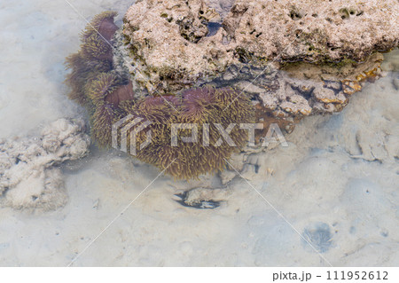 Sea anemone in shallow water coral reef and beach in Surin island National park, Phang nga, Thailand 111952612