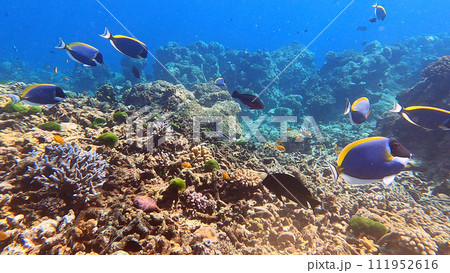 school of Powder blue Surgeonfish swimming in beautiful coral reef of Surin island national park, Phang nga, Thailand school of Powder blue Surgeonfish swimming in beautiful coral reef of Surin island national park, Phang nga, Thailand 111952616