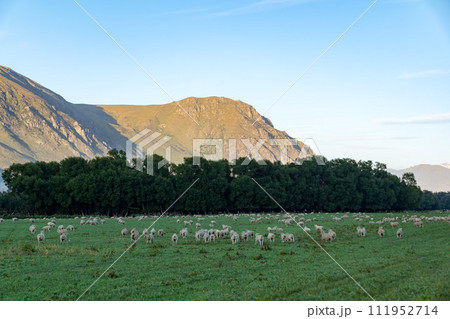 ニュージーランドの羊の放牧場 111952714