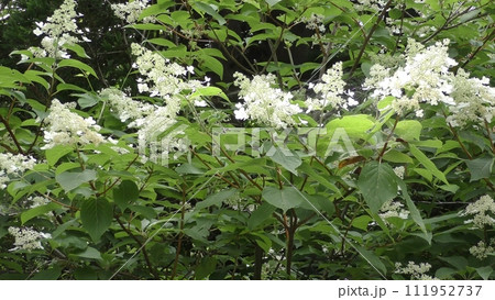 ノリウツギの花 111952737