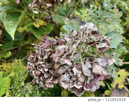 枯れて、葉が虫喰いの紫陽花(アジサイ)/The hydrangea 枯れて、葉が虫喰いの紫陽花(アジサイ)/The hydrangea 111952838
