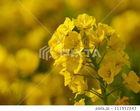 菜の花 111952843