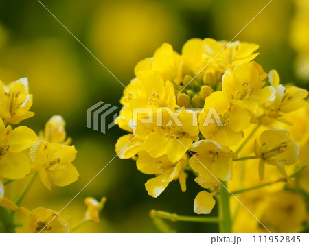菜の花 菜の花 111952845