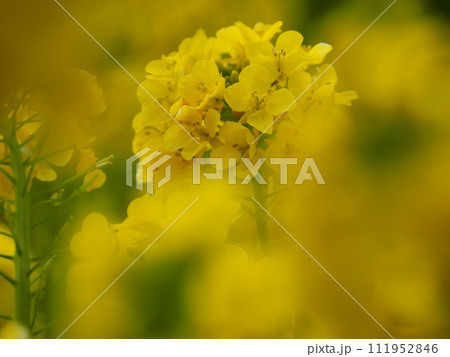 菜の花 菜の花 111952846