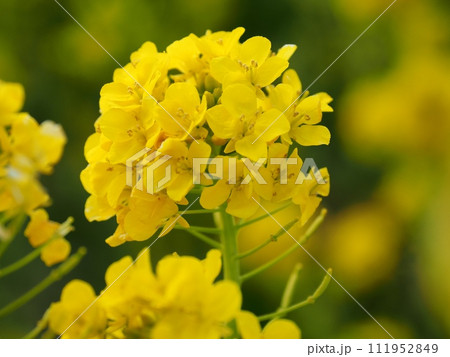 菜の花 111952849