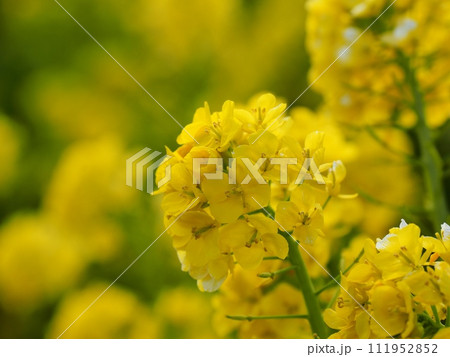 菜の花 菜の花 111952852