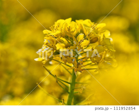 菜の花 菜の花 111952854