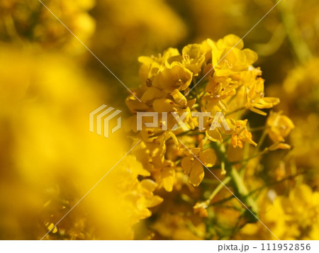 菜の花 菜の花 111952856