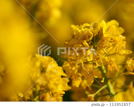 菜の花 菜の花 111952857