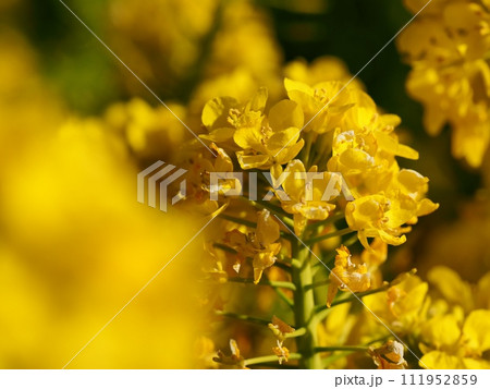 菜の花 111952859