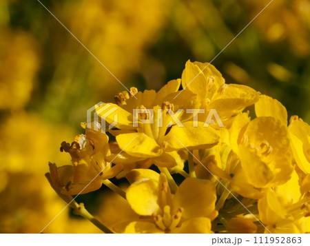 菜の花 菜の花 111952863