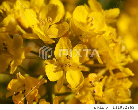 菜の花 菜の花 111952865