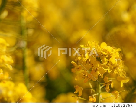 菜の花 菜の花 111952867