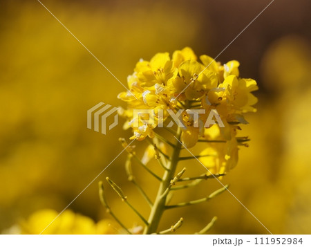 菜の花 111952984
