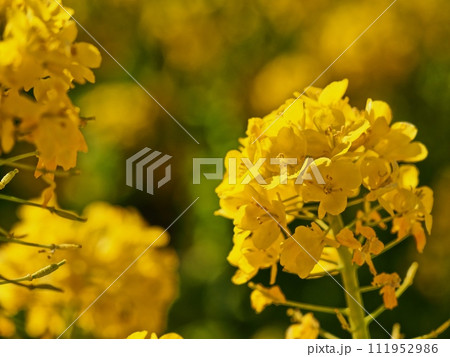 菜の花 菜の花 111952986