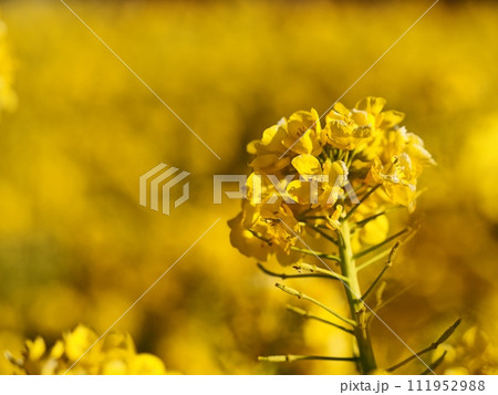 菜の花 菜の花 111952988