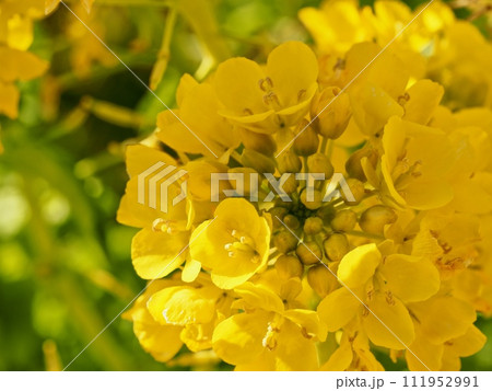 菜の花 菜の花 111952991