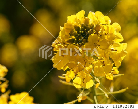 菜の花 111952993