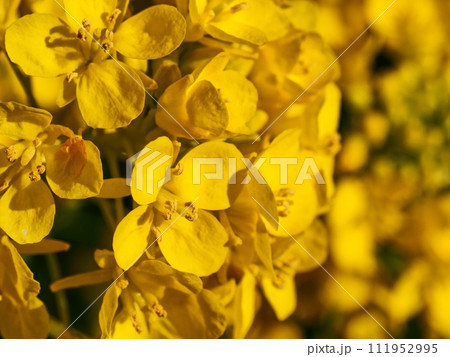 菜の花 111952995