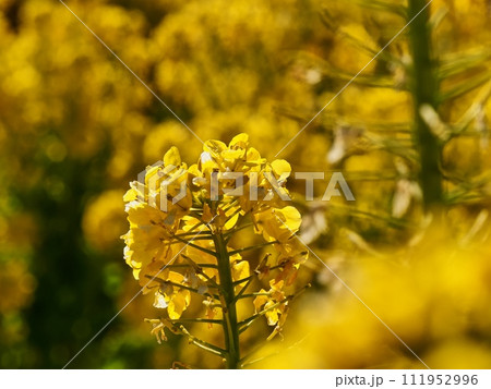 菜の花 菜の花 111952996