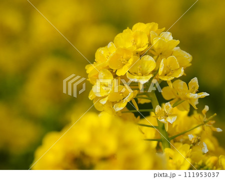 菜の花 菜の花 111953037