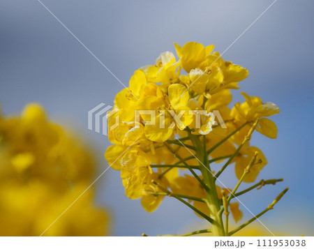 菜の花 菜の花 111953038
