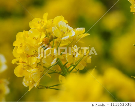菜の花 菜の花 111953039