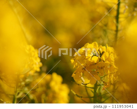 菜の花 菜の花 111953041