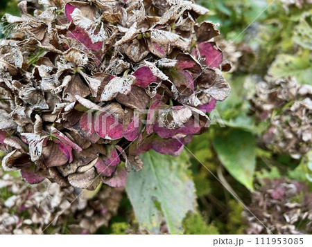 枯れて、葉が虫喰いの紫陽花(アジサイ)/The hydrangea 枯れて、葉が虫喰いの紫陽花(アジサイ)/The hydrangea 111953085