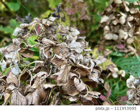 枯れて、葉が虫喰いの紫陽花(アジサイ)/The hydrangea 111953095
