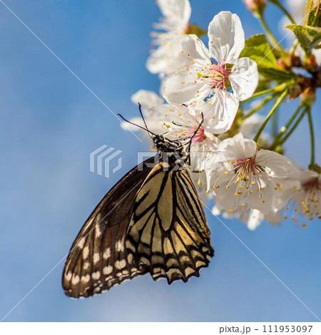 満開の桜の蜜を吸うアゲハチョウ 満開の桜の蜜を吸うアゲハチョウ 111953097