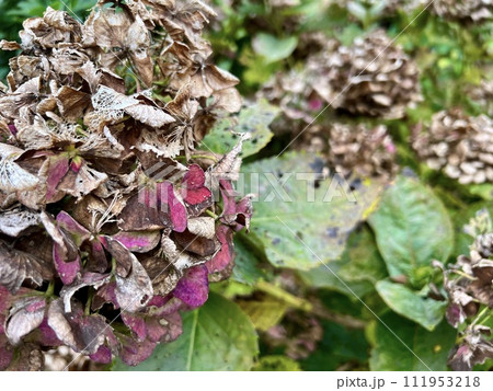 枯れて、葉が虫喰いの紫陽花(アジサイ)/The hydrangea 枯れて、葉が虫喰いの紫陽花(アジサイ)/The hydrangea 111953218