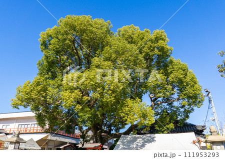 大阪府吹田市西の庄町の泉殿宮　御神木（泉の如く力湧き出る） 111953293