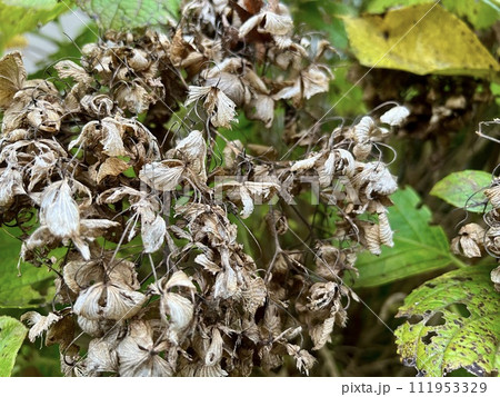 枯れて、葉が虫喰いの紫陽花(アジサイ)/The hydrangea 枯れて、葉が虫喰いの紫陽花(アジサイ)/The hydrangea 111953329