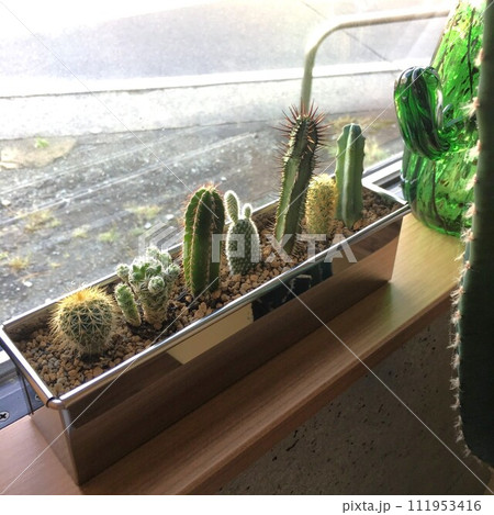 ひっそりサボテン 111953416