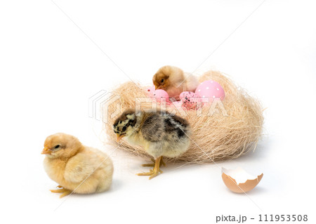 Just hatched chicken and Easter eggs isolated on white background.Selective focus, copy space. Just hatched chicken and Easter eggs isolated on white background.Selective focus, copy space. 111953508