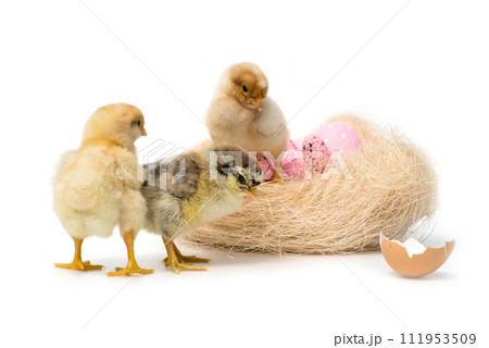 Just hatched chicken and Easter eggs isolated on white background.Selective focus, copy space. Just hatched chicken and Easter eggs isolated on white background.Selective focus, copy space. 111953509