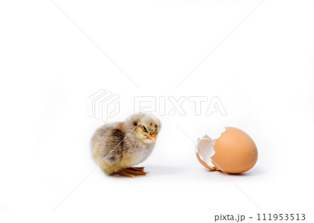 Just hatched chicken and Easter eggs isolated on white background.Selective focus, copy space. Just hatched chicken and Easter eggs isolated on white background.Selective focus, copy space. 111953513