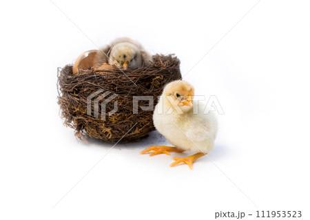 Just hatched chicken and Easter eggs isolated on white background.Selective focus, copy space. 111953523
