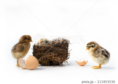 Just hatched chicken and Easter eggs isolated on white background.Selective focus, copy space. 111953530