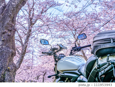 桜の木のトンネルのバイクツーリング 静岡県伊東市八幡野 桜の木のトンネルのバイクツーリング 静岡県伊東市八幡野 111953943