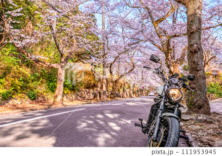 桜の木のトンネルのバイクツーリング 静岡県伊東市八幡野 桜の木のトンネルのバイクツーリング 静岡県伊東市八幡野 111953945