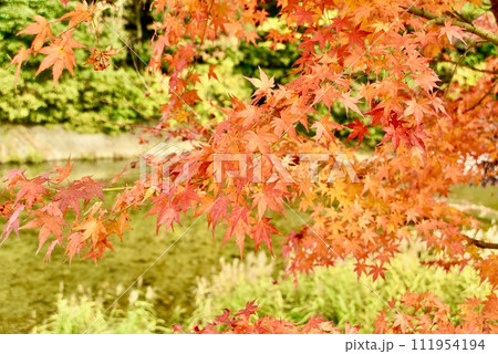 紅葉したもみじ 紅葉したもみじ 111954194