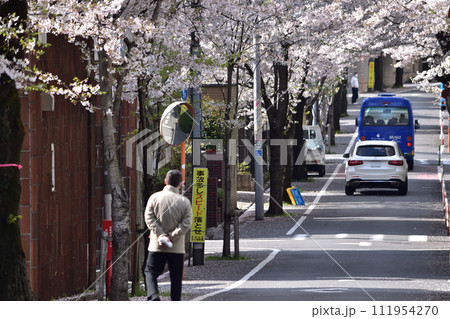 旧・新町住宅地の桜並木(世田谷・深沢・西大通り) 旧・新町住宅地の桜並木(世田谷・深沢・西大通り) 111954270