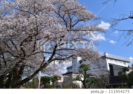 杉並・下高井戸の玉川上水の桜並木 111954275