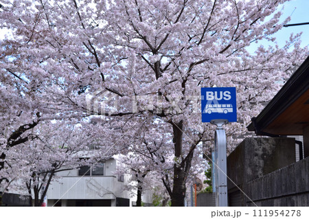 世田谷・深沢高校のバス停と満開の桜並木 111954278