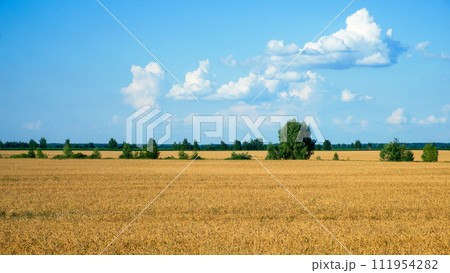 Golden crops stretch out under a bright, cloud-speckled sky. Golden crops stretch out under a bright, cloud-speckled sky. 111954282