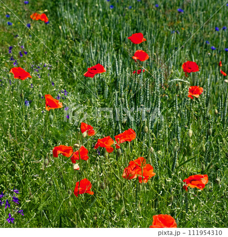 Poppies adding a splash of color to a green wheat field. 111954310
