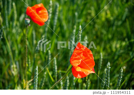 Two blooming poppies amidst diverse plant life. 111954311