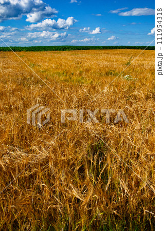 Golden wheat field, ripe and ready for harvest, stretches out under a partly cloudy sky. Golden wheat field, ripe and ready for harvest, stretches out under a partly cloudy sky. 111954318